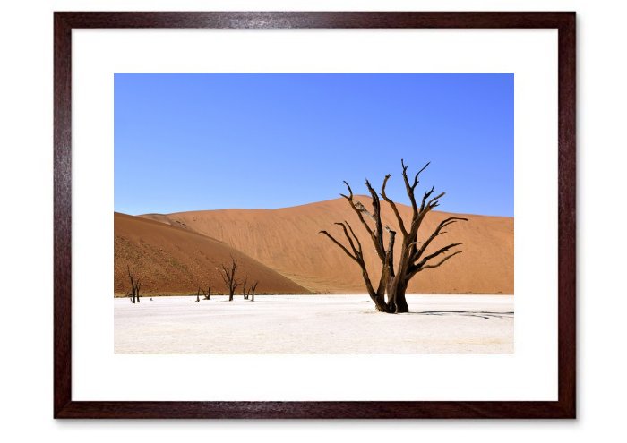 Tree Desert Namibia Clay Pan Drought Africa Dry 842